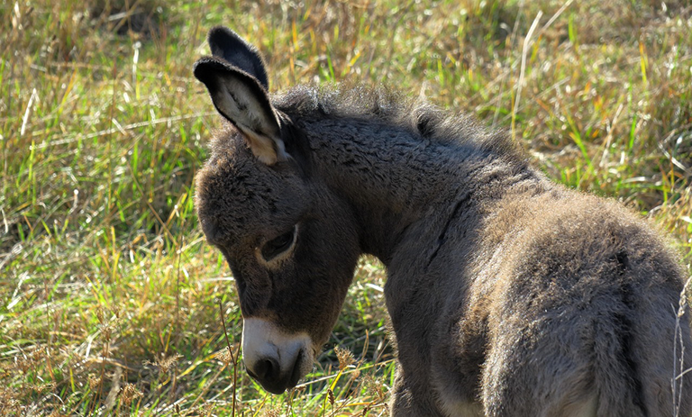 donkey-mob-1-