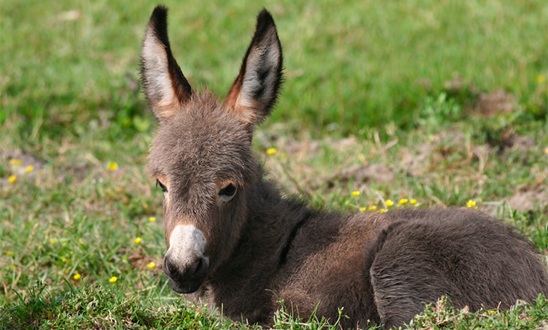 donkey-mob-2