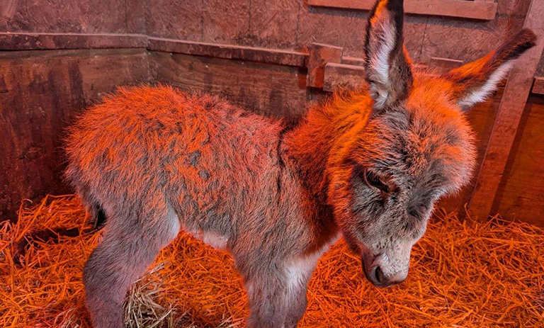 donkey-mob-3-